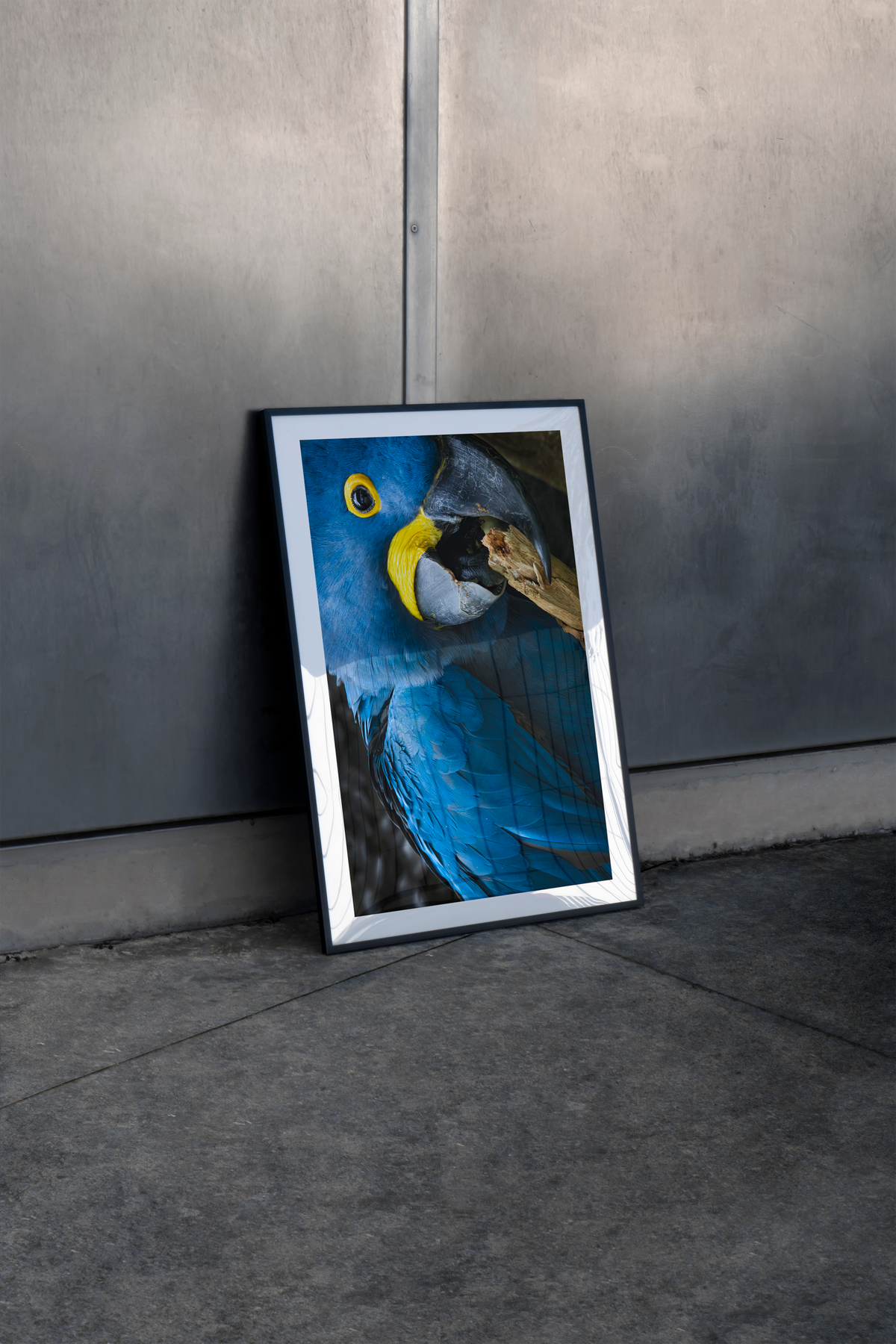 Mise en situation d'une impression photographiquee ara hyacinthe (Anodorhynchus hyacinthinus) - plumage bleu cobalt, plus grand perroquet du monde