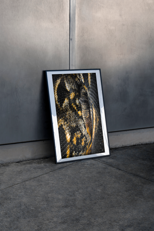 Mise en situation d'une impression photographique boa de Madagascar (Acrantophis madagascariensis) - serpent endémique aux motifs bruns et ocres