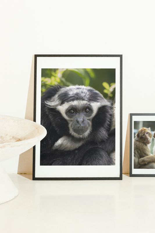 Mise en situation d'une impression photographique gibbon à bonnet (Hylobates pileatus) — primate arboricole d'Asie du Sud-Est
