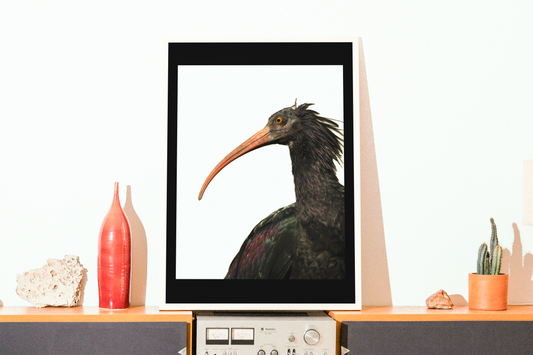 Mise en situation d'une impression photographique ibis chauve (Geronticus eremita) — oiseau menacé au bec rouge courbé