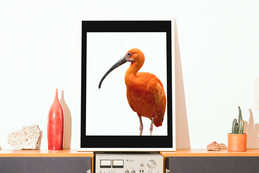 Mise en situation d'une impression photographique ibis rouge (Eudocimus ruber) - plumage écarlate, oiseau échassier d'Amérique du Sud