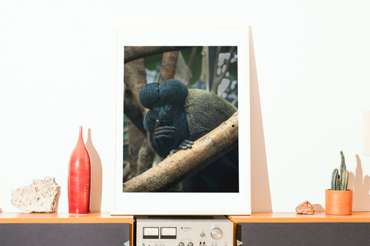 Mise en situation d'une impression photographique saki barbu (Chiropotes chiropotes) - primate d'Amazonie à barbe volumineuse