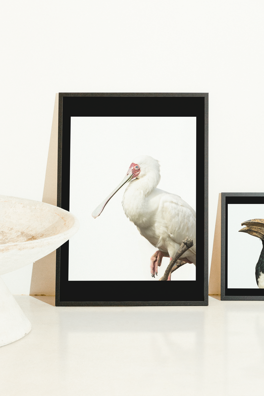 Mise en situation d'une impression photographique spatule d'Afrique (Platalea alba) — échassier au bec spatulé, Afrique subsaharienne