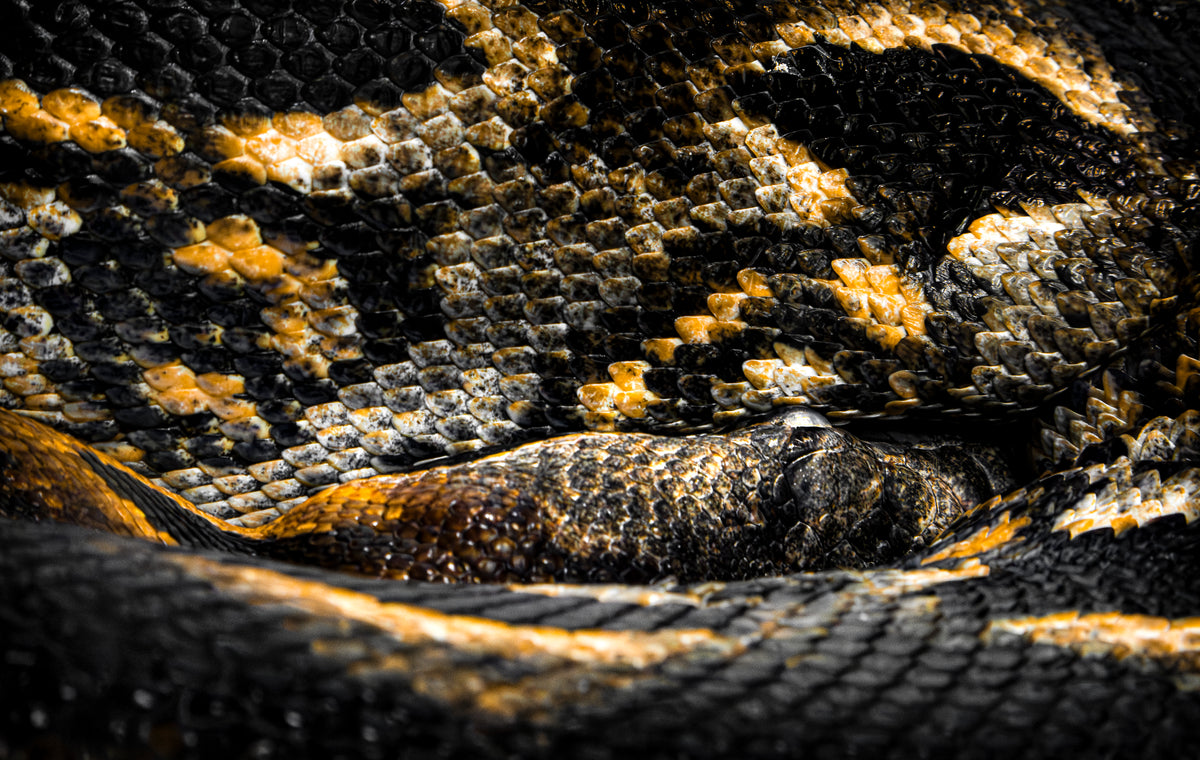 Photographie boa de Madagascar (Acrantophis madagascariensis) - serpent endémique aux motifs bruns et ocres