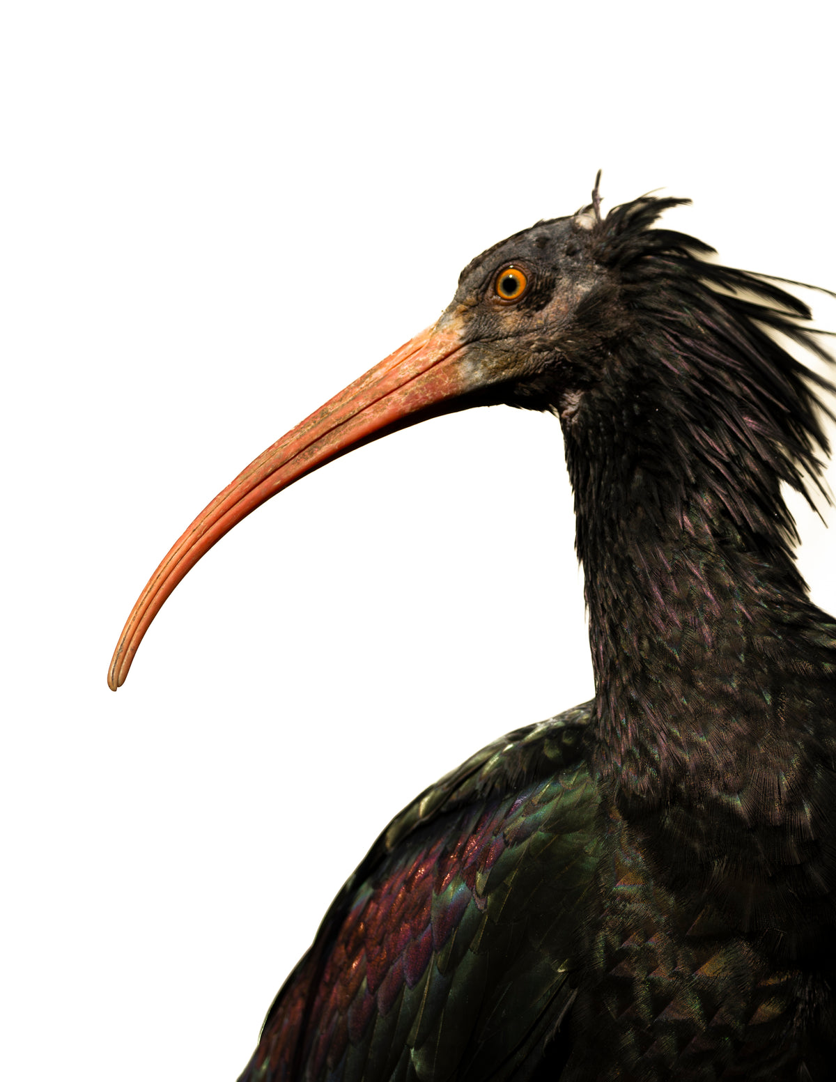 Photographie ibis chauve (Geronticus eremita) - oiseau menacé au bec rouge courbé