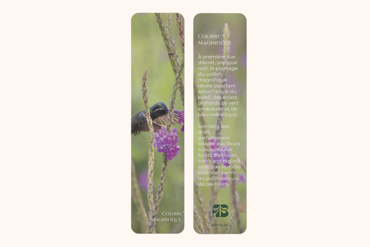 Marque-page photo animalière Colibri magnifique - impression 350g pelliculage brillant