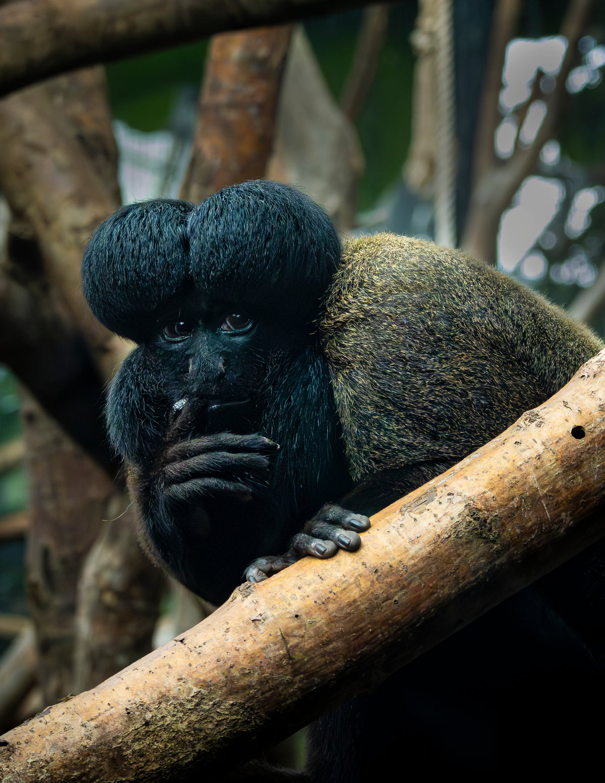 Photographie saki barbu (Chiropotes chiropotes) - primate d'Amazonie à barbe volumineuse