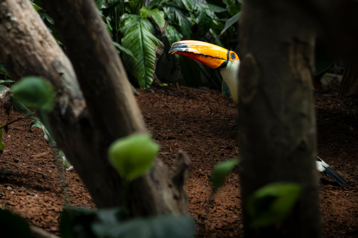Photographie toucan toco (Ramphastos toco) - bec orange emblématique, oiseau d'Amérique du Sud