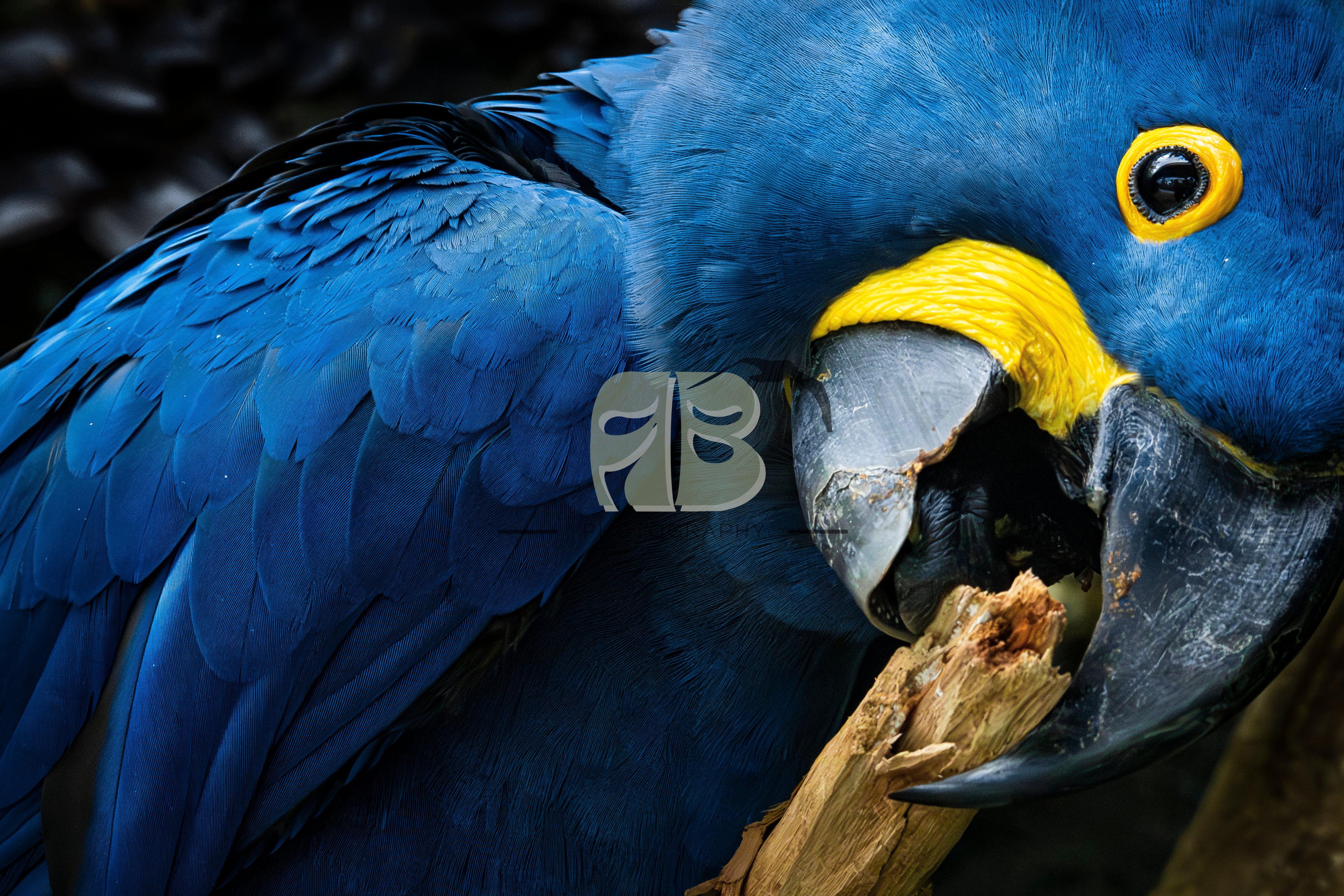 Hyacinth Macaw