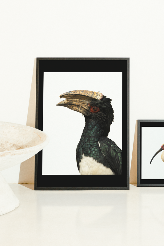 Mise en situation d'une impression photographique calao trompette (Bycanistes bucinator) - grand oiseau d'Afrique au bec casqué