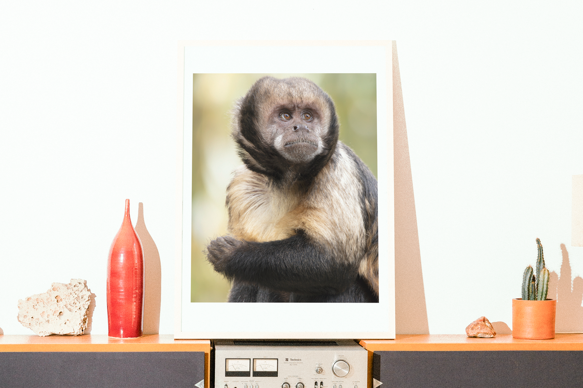 Mise en situation d'une impression photographique capucin à poitrine jaune (Sapajus xanthosternos) - primate menacé du Brésil
