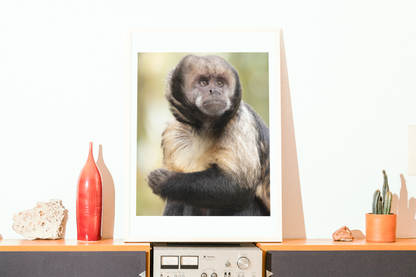 Mise en situation d'une impression photographique capucin à poitrine jaune (Sapajus xanthosternos) - primate menacé du Brésil