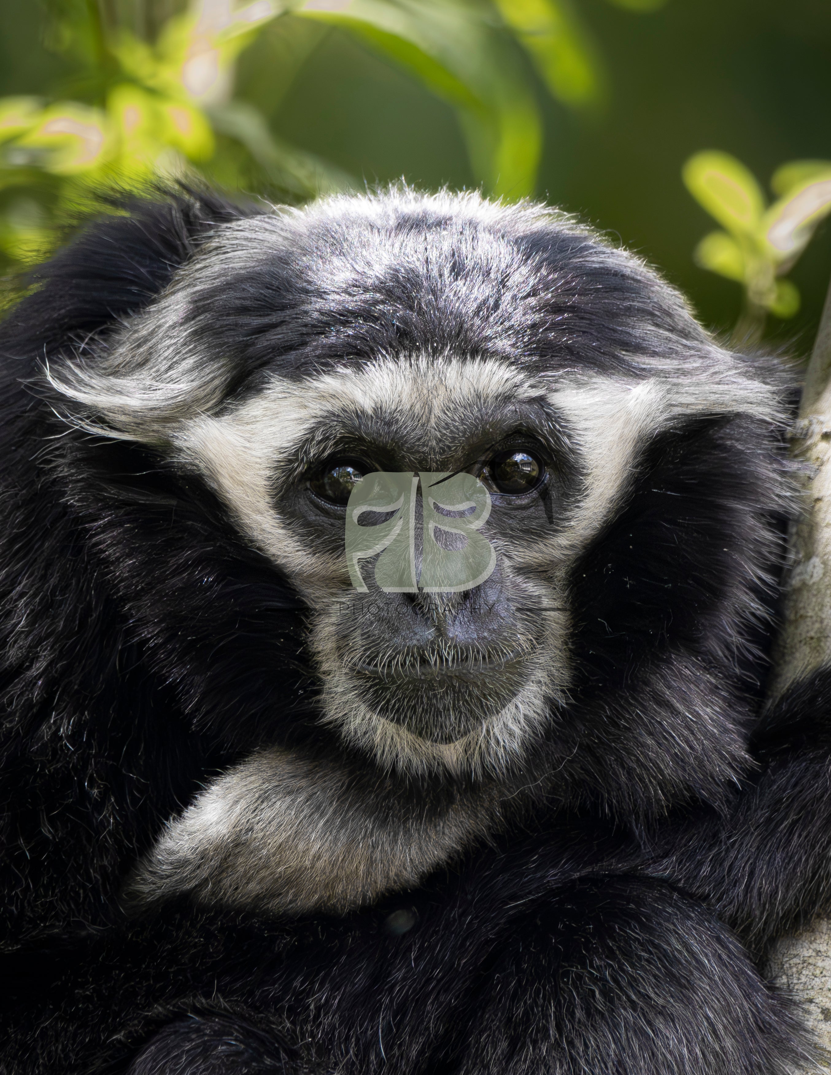 Bonnet Gibbon