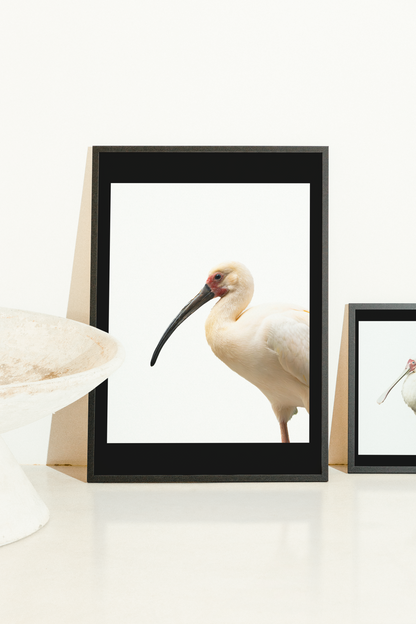 Mise en situation d'une impression photographique ibis blanc (Eudocimus albus) - oiseau échassier blanc au bec courbé, Amérique