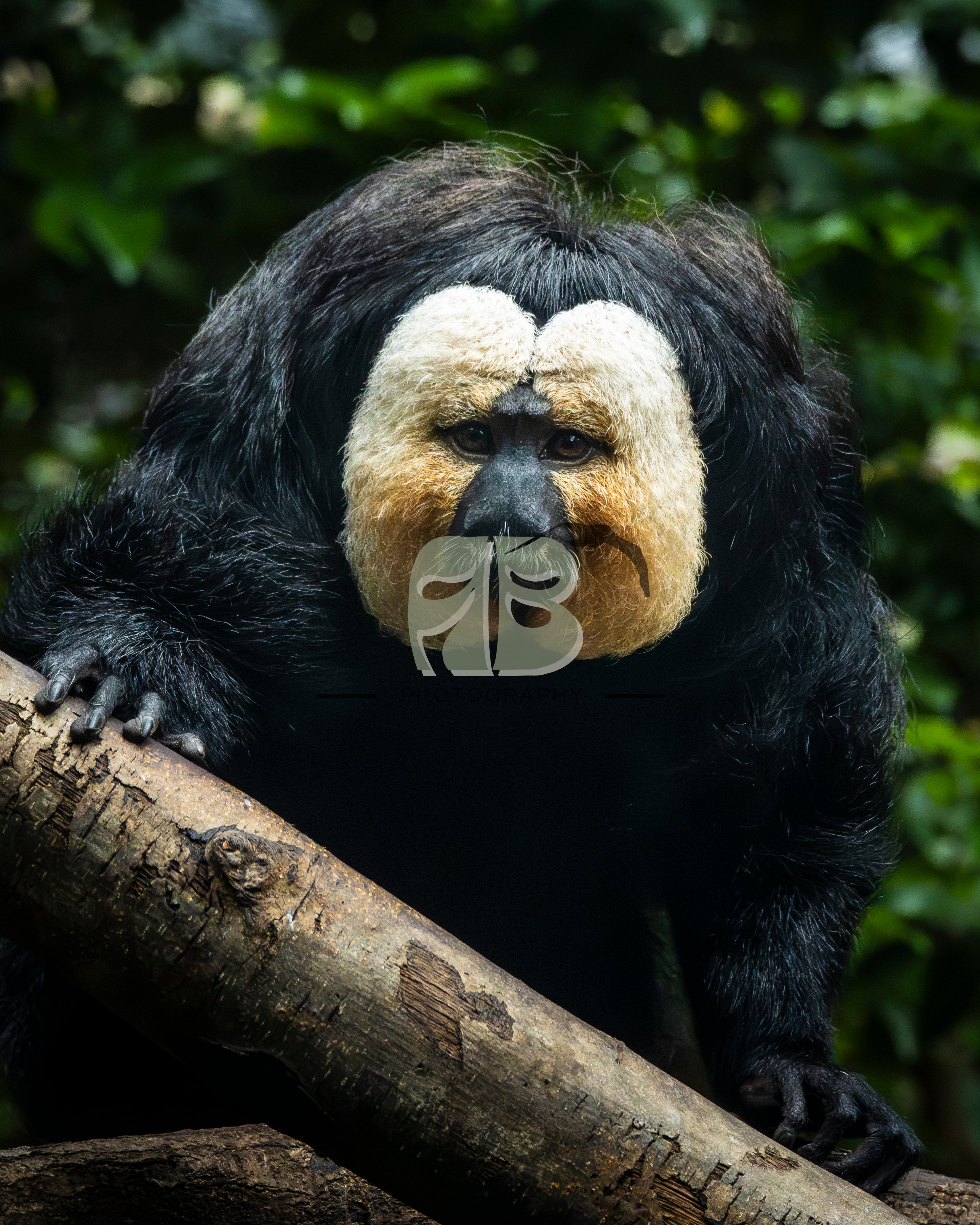 White-faced Saki