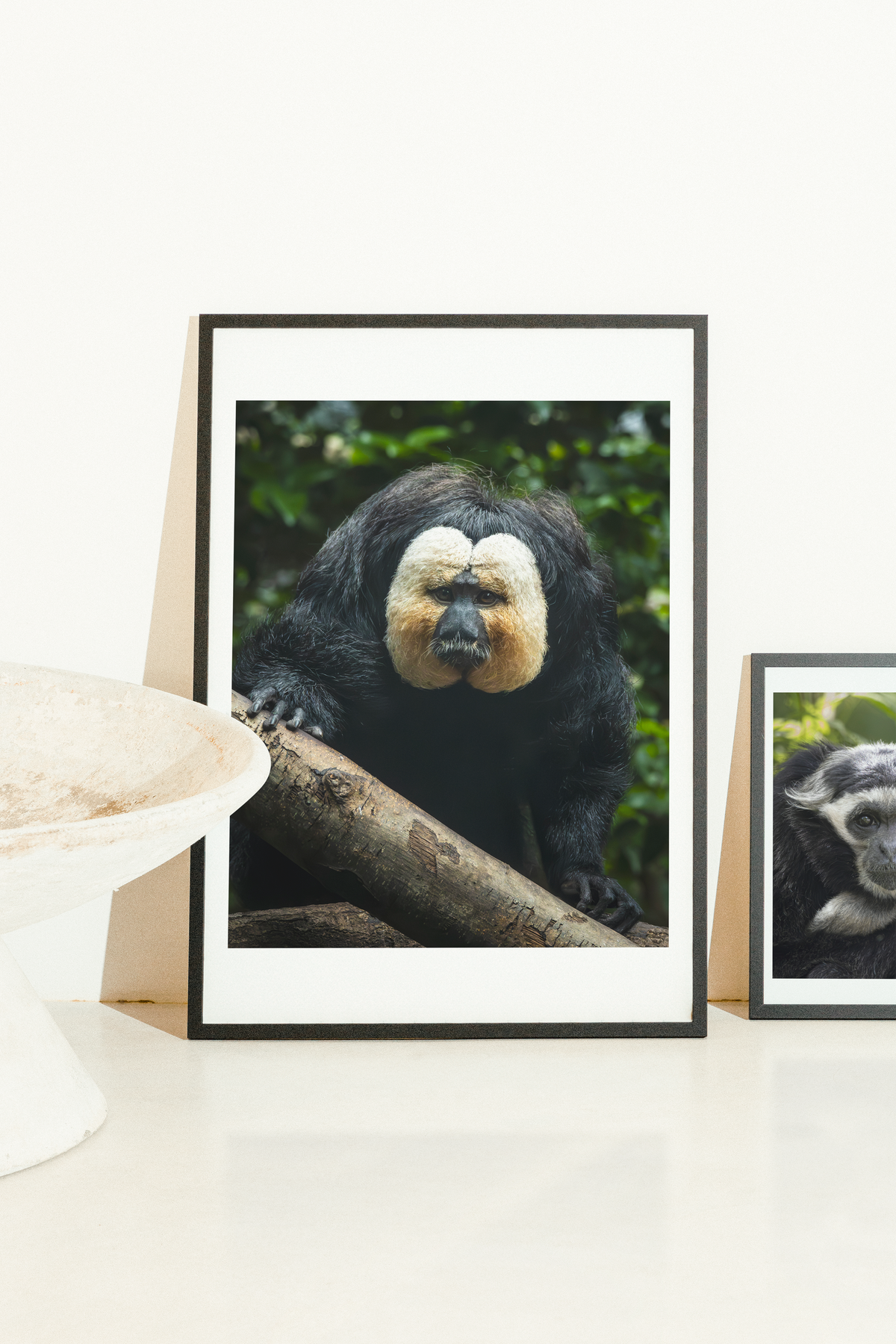 Mise en situation d'une impression photographique saki à face blanche (Pithecia pithecia) — primate au visage blanc contrastant