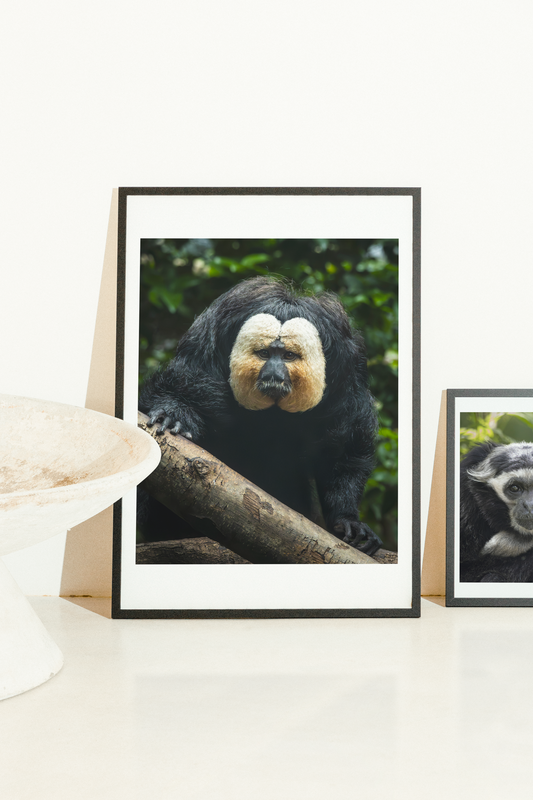 Mise en situation d'une impression photographique saki à face blanche (Pithecia pithecia) — primate au visage blanc contrastant
