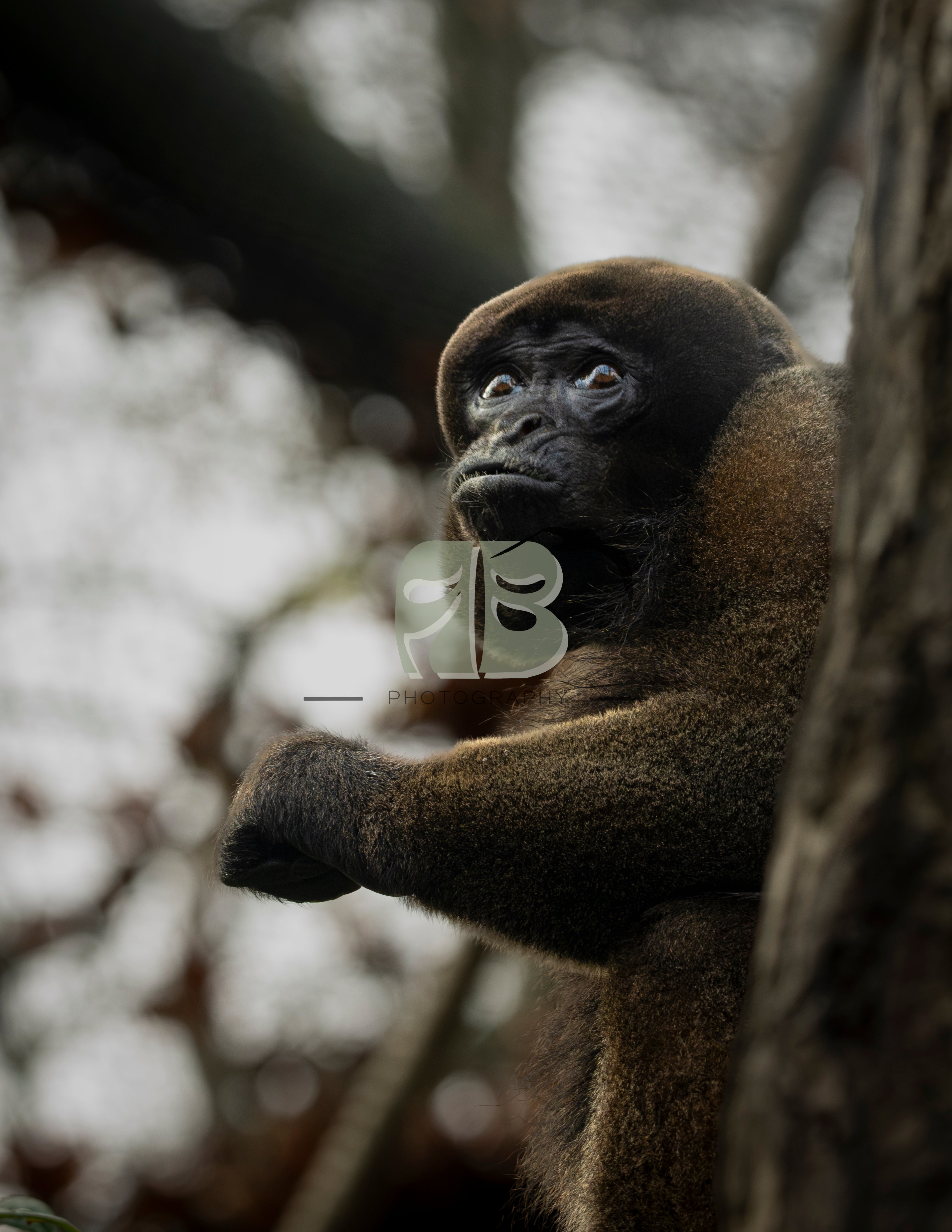 Woolly monkey