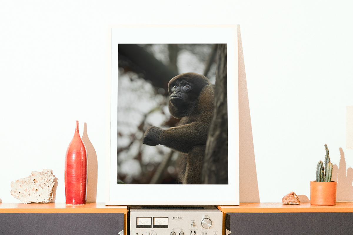 Mise en situation d'une impression photographique singe laineux (Lagothrix lagotricha) — primate d'Amazonie au pelage dense