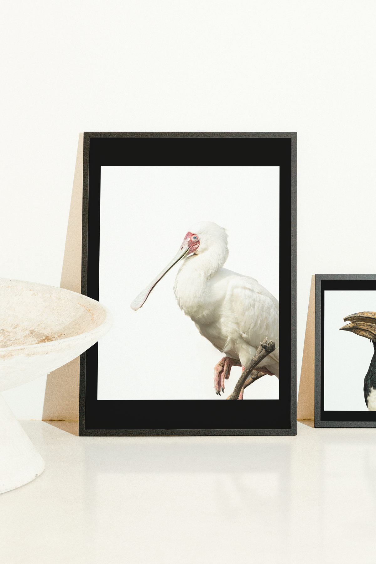 Mise en situation d'une impression photographique spatule d'Afrique (Platalea alba) — échassier au bec spatulé, Afrique subsaharienne