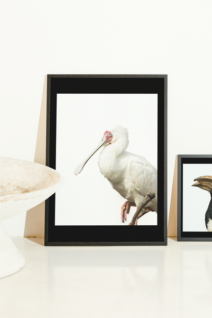 Mise en situation d'une impression photographique spatule d'Afrique (Platalea alba) — échassier au bec spatulé, Afrique subsaharienne
