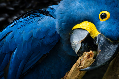 Photographie ara hyacinthe (Anodorhynchus hyacinthinus) - plumage bleu cobalt, plus grand perroquet du monde