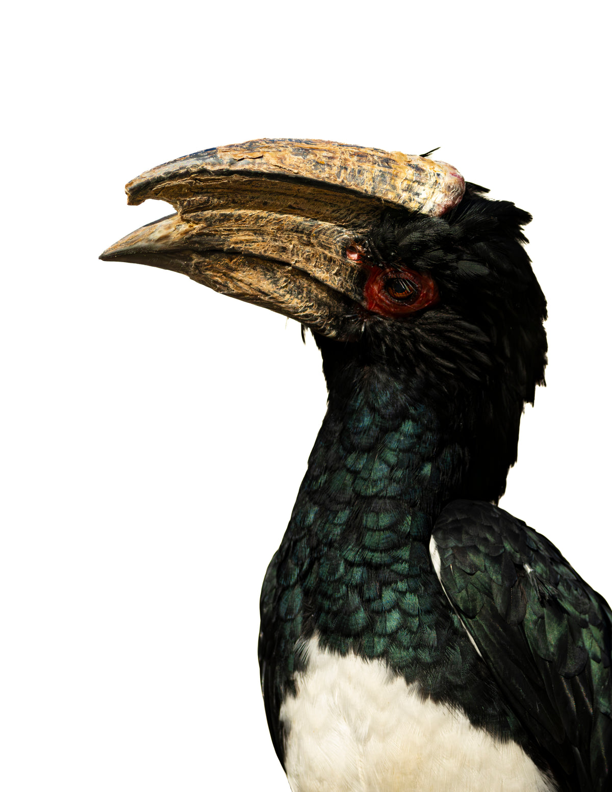 Photographie calao trompette (Bycanistes bucinator) - grand oiseau d'Afrique au bec casqué