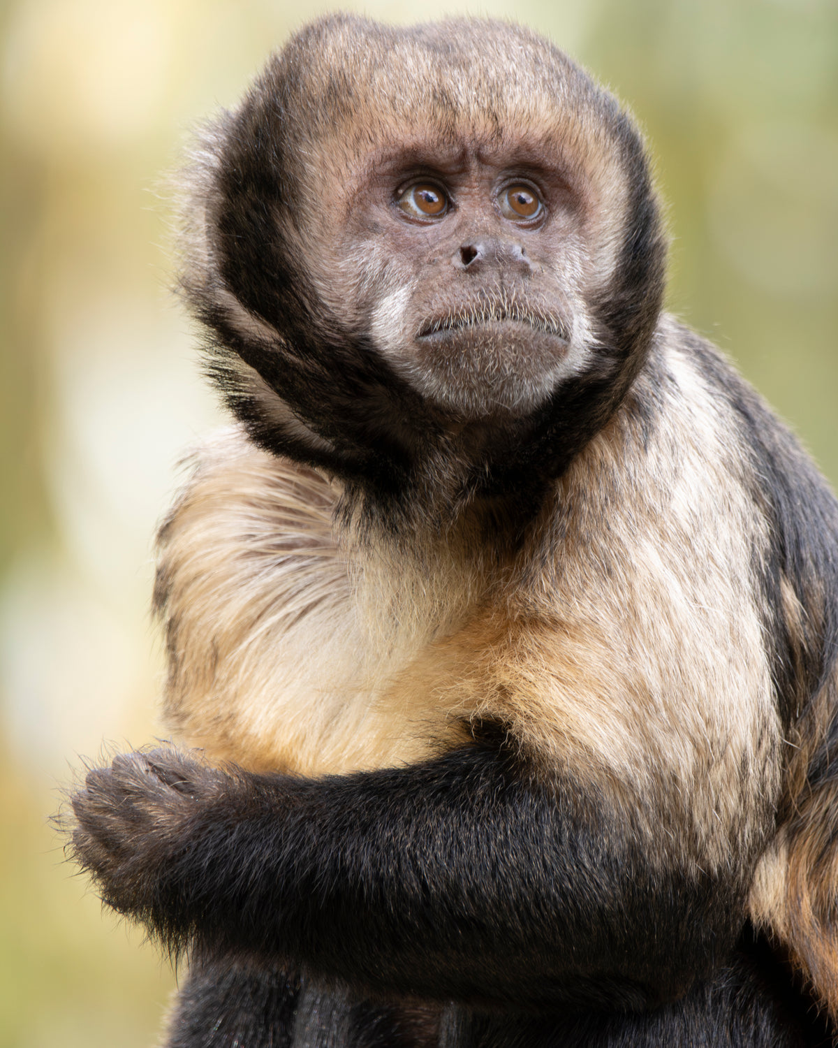 Photographie capucin à poitrine jaune (Sapajus xanthosternos) - primate menacé du Brésil