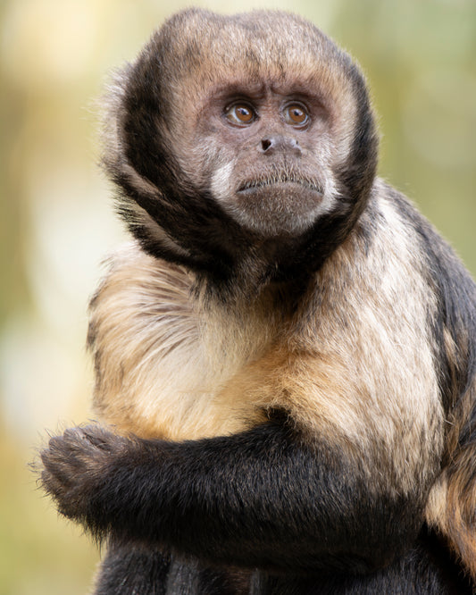 Photographie capucin à poitrine jaune (Sapajus xanthosternos) - primate menacé du Brésil