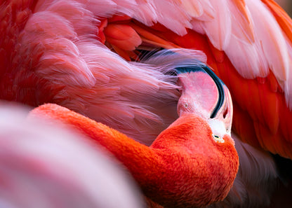 Photographie flamant rouge (Phoenicopterus ruber) - plumage rose vif, oiseau des Caraïbes