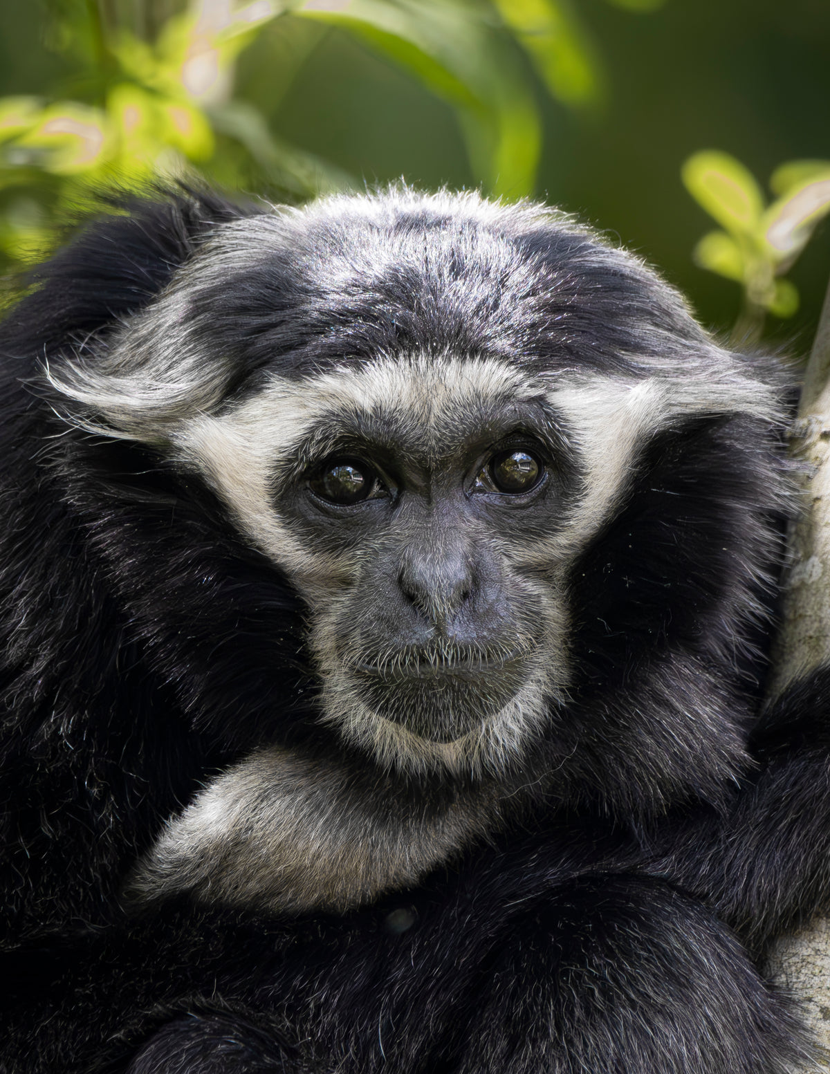 Photographie gibbon à bonnet (Hylobates pileatus) - primate arboricole d'Asie du Sud-Est