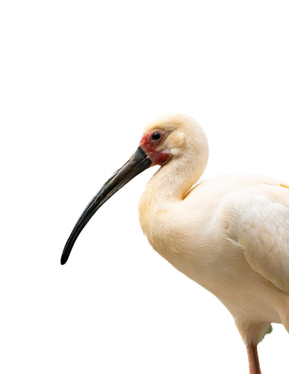 Photographie ibis blanc (Eudocimus albus) - oiseau échassier blanc au bec courbé, Amérique