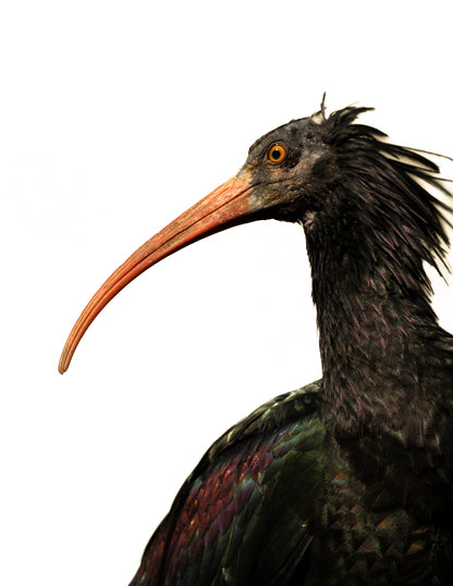Photographie ibis chauve (Geronticus eremita) - oiseau menacé au bec rouge courbé