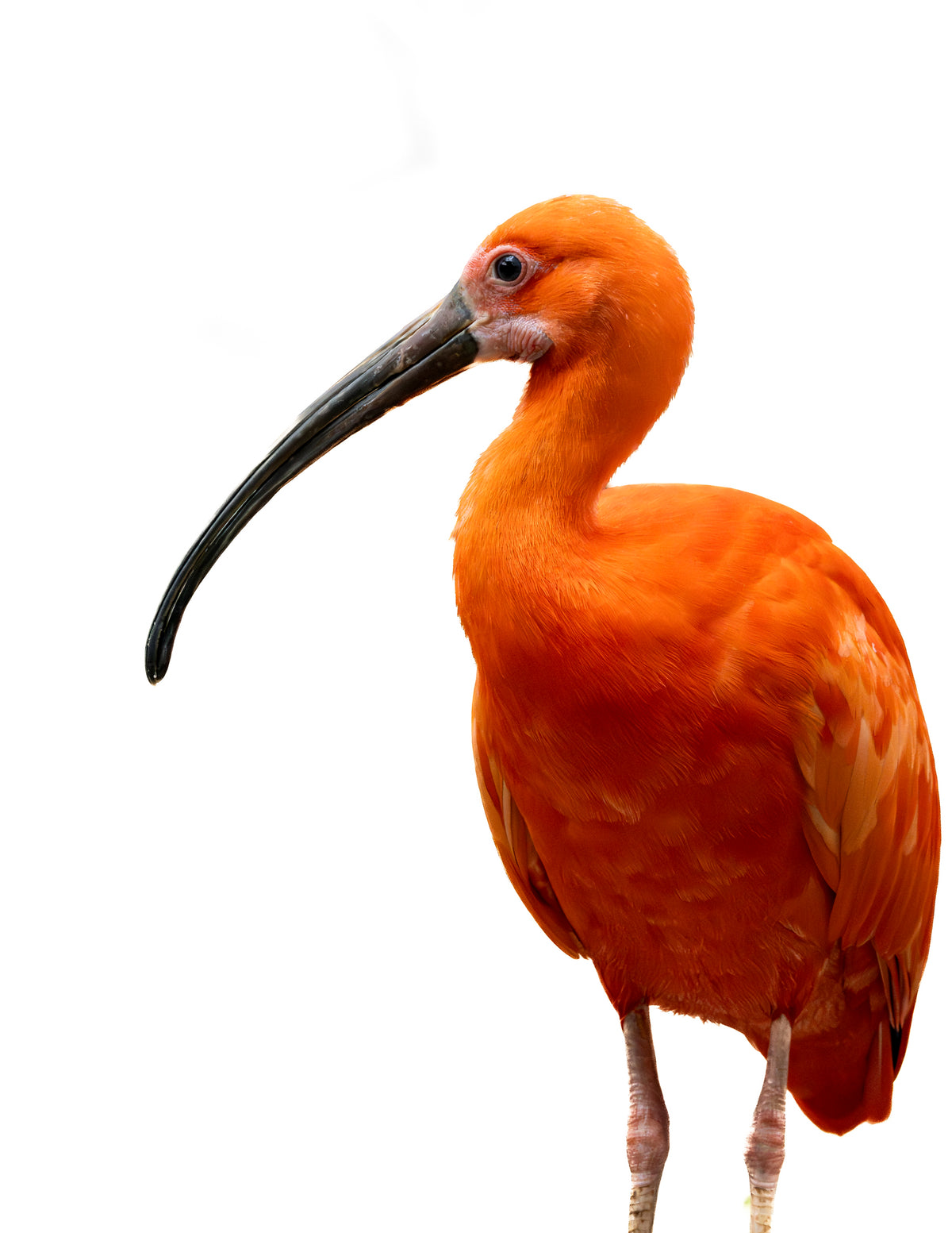 Photographie ibis rouge (Eudocimus ruber) - plumage écarlate, oiseau échassier d'Amérique du Sud