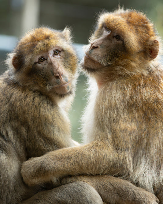 Photographie macaque de Barbarie (Macaca sylvanus) - portrait de primate, regard expressif