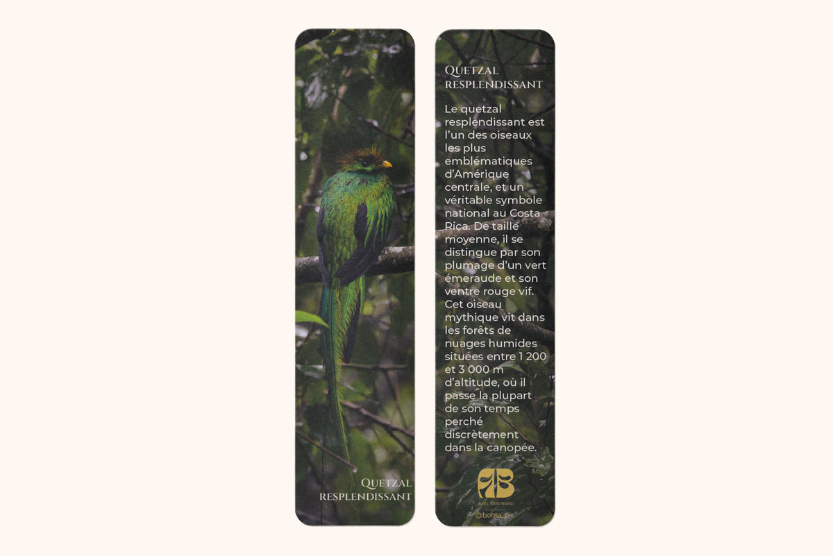Marque-page photo animalière Quetzal resplendissant - impression 350g pelliculage brillant