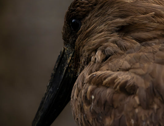 Photographie ombrette africaine (Scopus umbretta) - oiseau échassier brun à huppe caractéristique