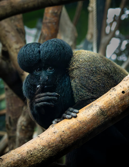 Photographie saki barbu (Chiropotes chiropotes) - primate d'Amazonie à barbe volumineuse
