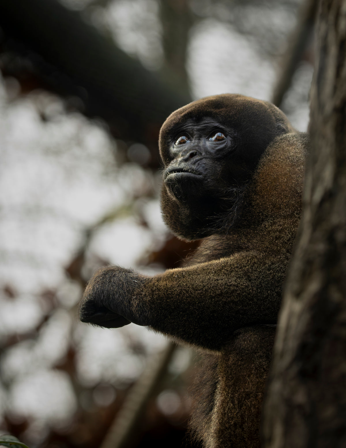 Photographie singe laineux (Lagothrix lagotricha) - primate d'Amazonie au pelage dense
