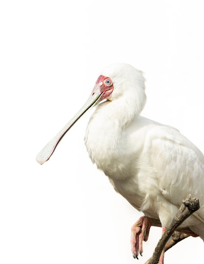 Photographie spatule d'Afrique (Platalea alba) - échassier au bec spatulé, Afrique subsaharienne