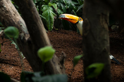 Photographie toucan toco (Ramphastos toco) - bec orange emblématique, oiseau d'Amérique du Sud